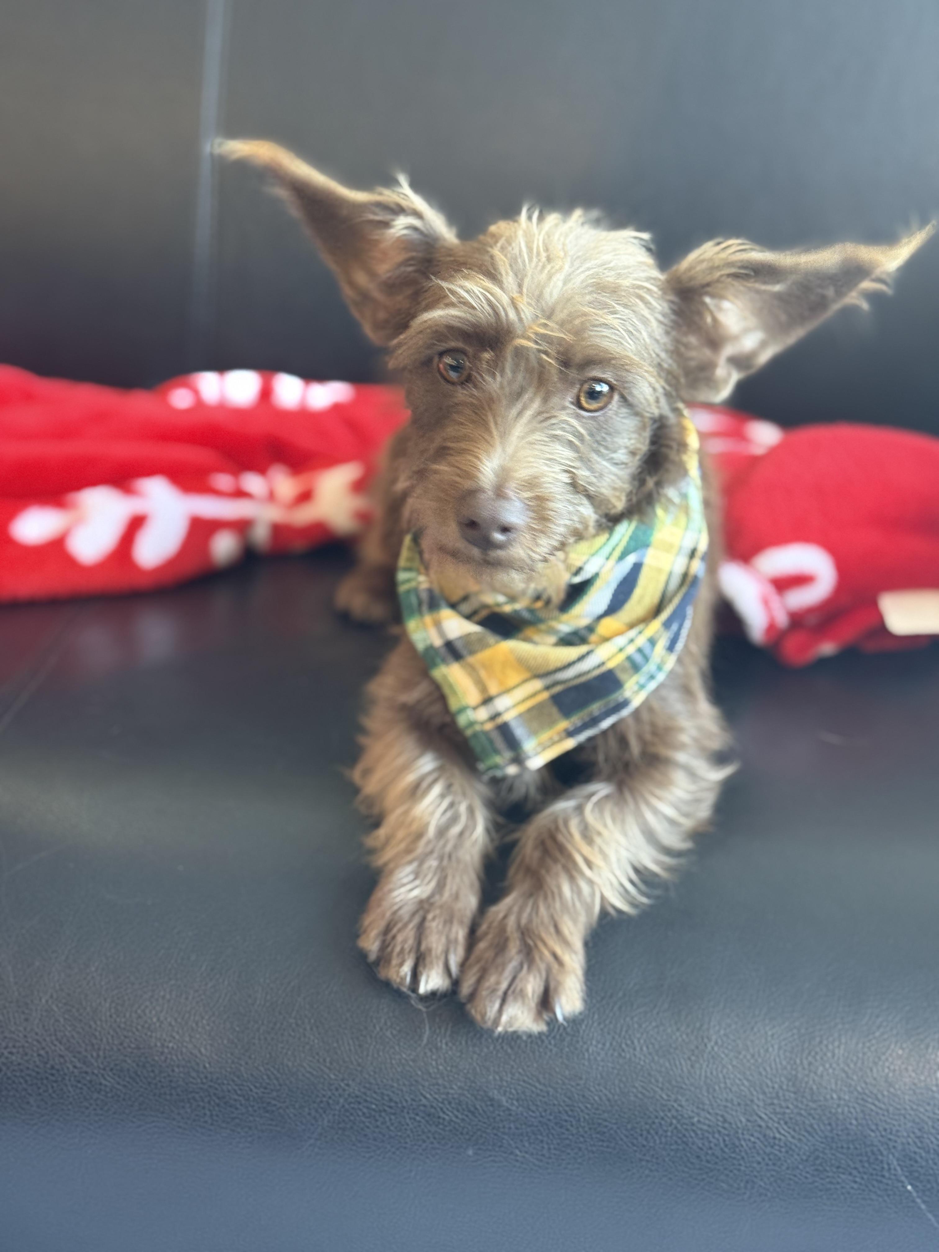 Pinecone thumbnail 3