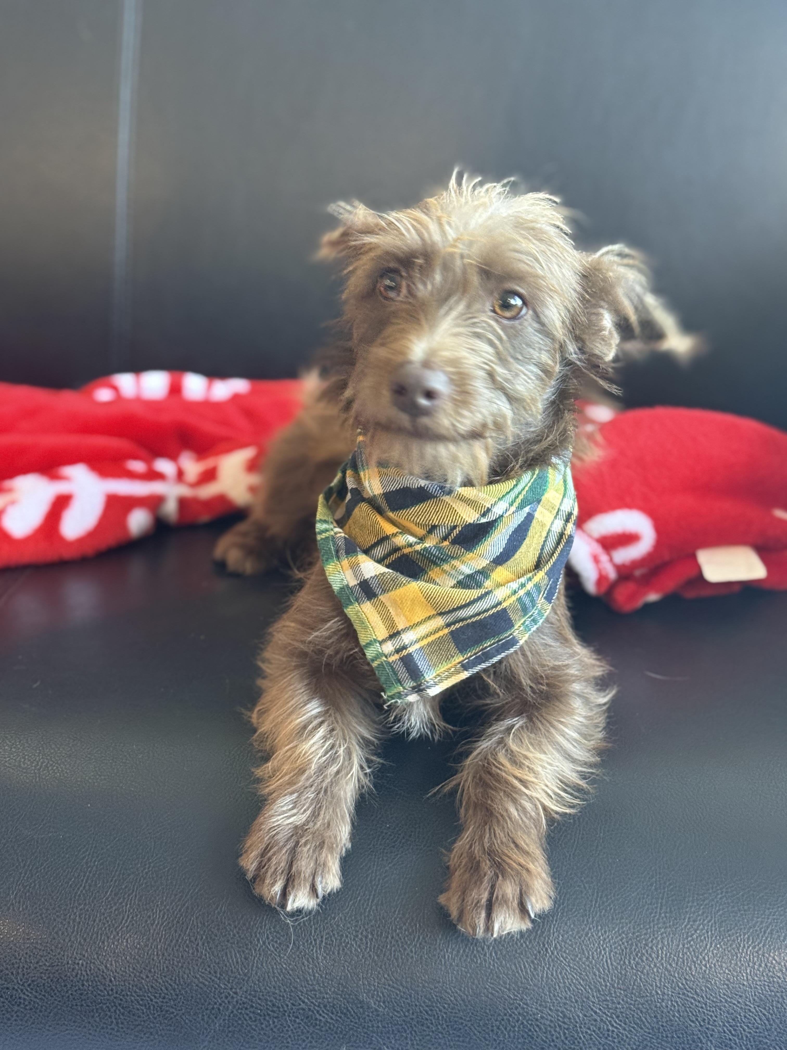 Pinecone thumbnail 4