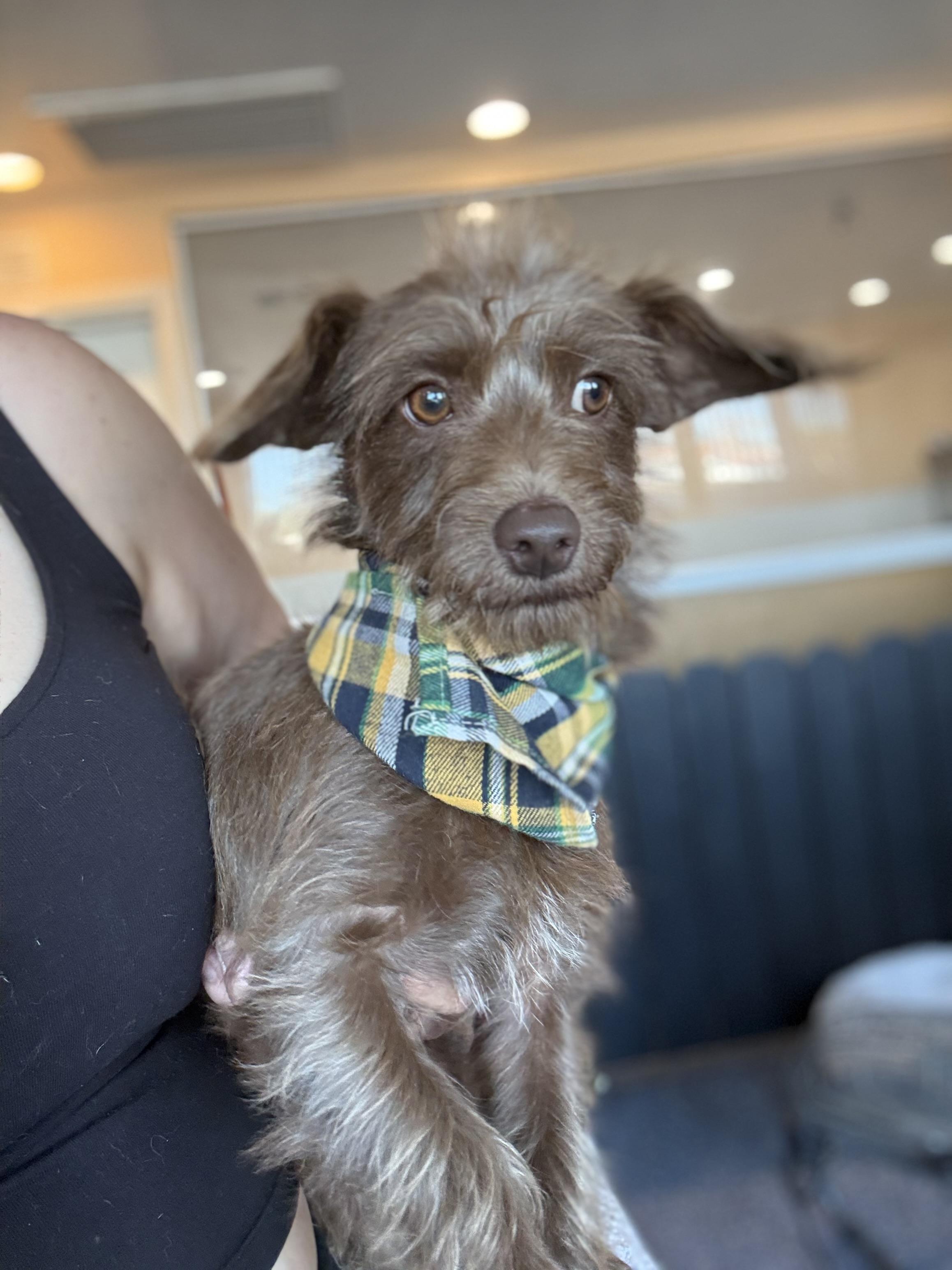 Pinecone thumbnail 5