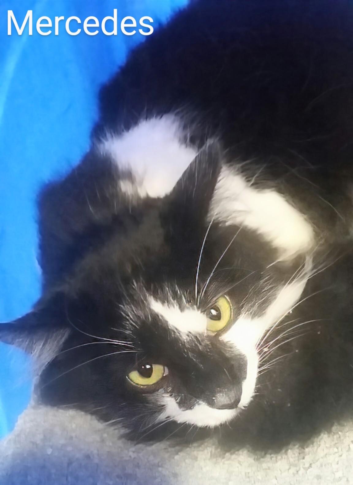 Enlarge Mercedes, an adoption pending Domestic Medium Hair in St Catharines, ON image 2/2