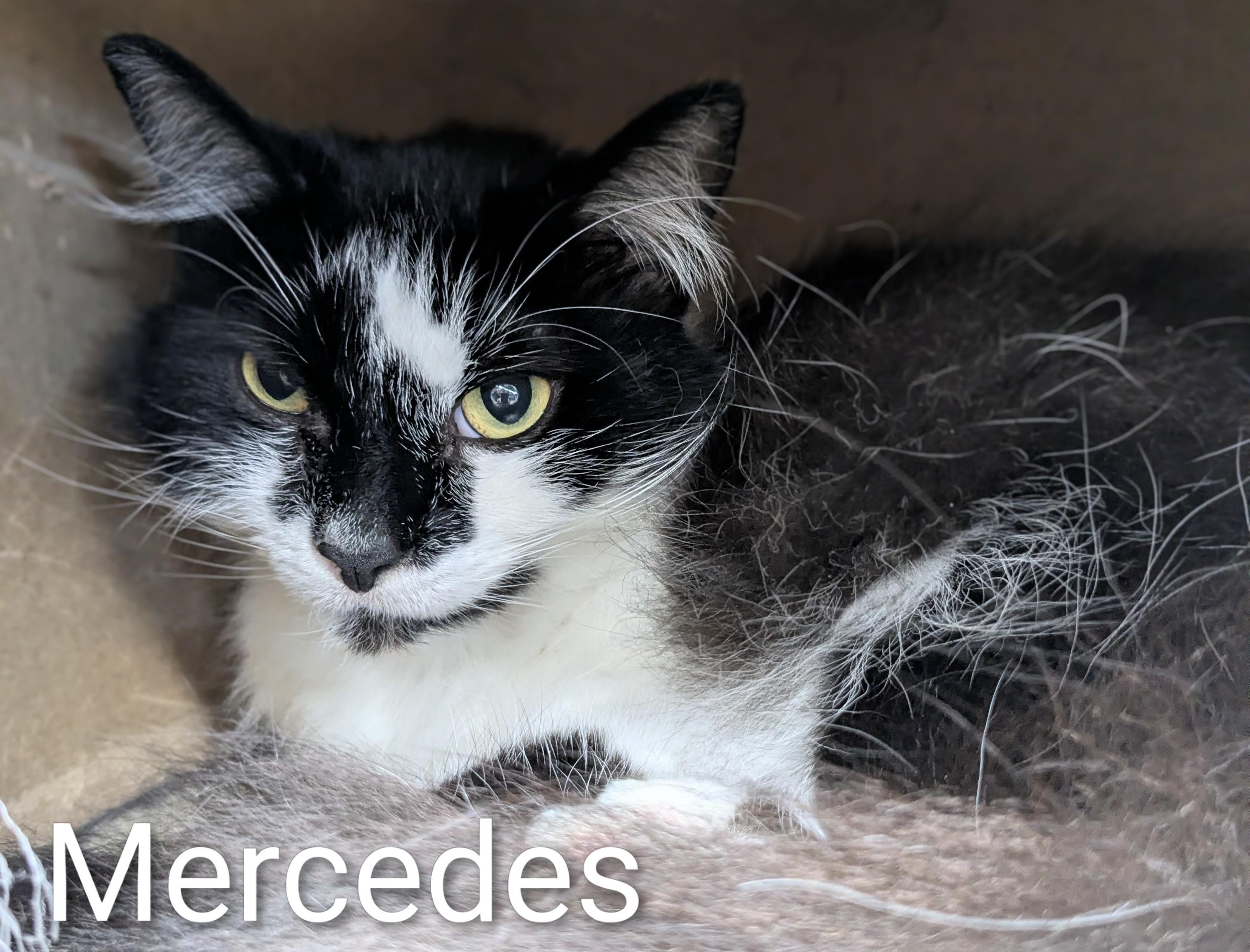 Enlarge Mercedes, an adoption pending Domestic Medium Hair in St Catharines, ON image 1/2