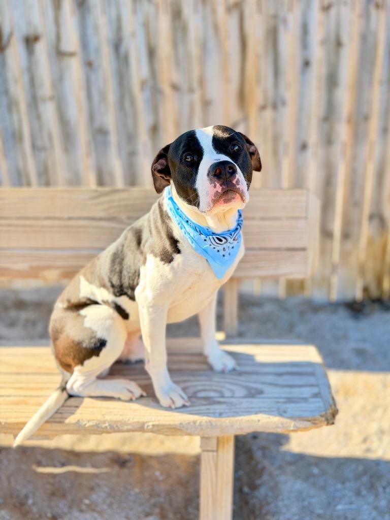 Bandit, a Adoptable mixed breed in Muskegon, MI image 1/2