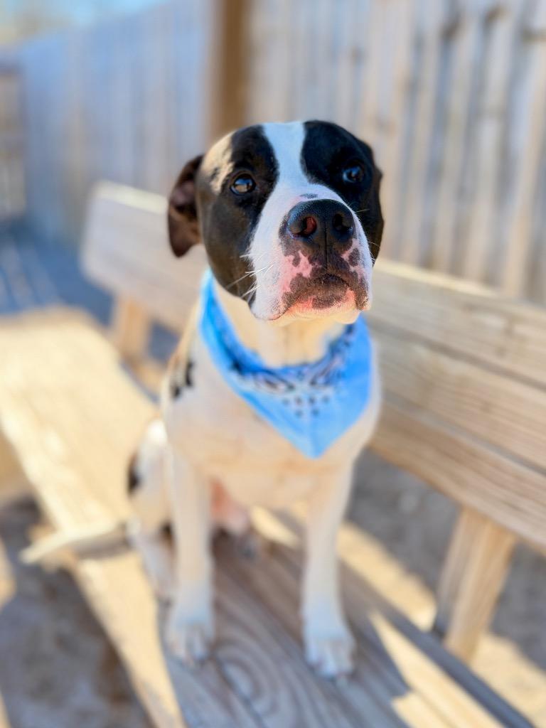 Bandit, a Adoptable mixed breed in Muskegon, MI image 2/2
