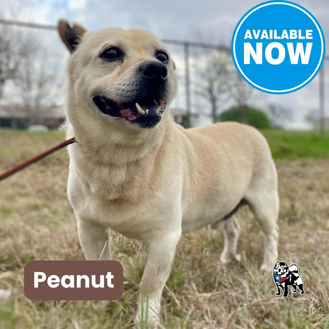 Peanut aka Busby, Adoptable, Senior Male Chow Chow & Mixed Breed.