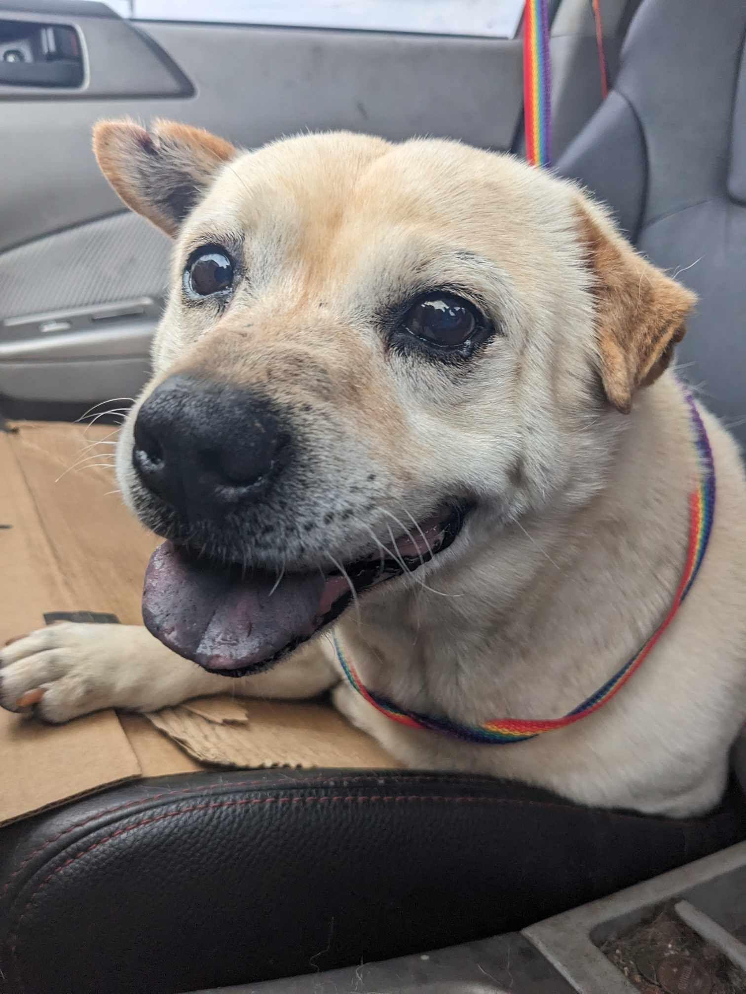 Enlarge Peanut aka Busby, a Adoptable mixed breed in Houston, TX image 2/3