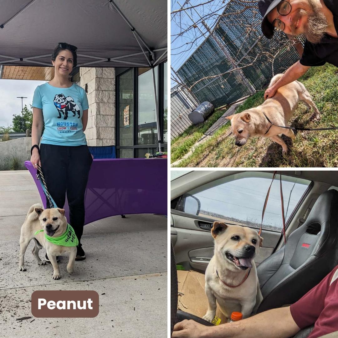 Enlarge Peanut aka Busby, a Adoptable mixed breed in Houston, TX image 3/3