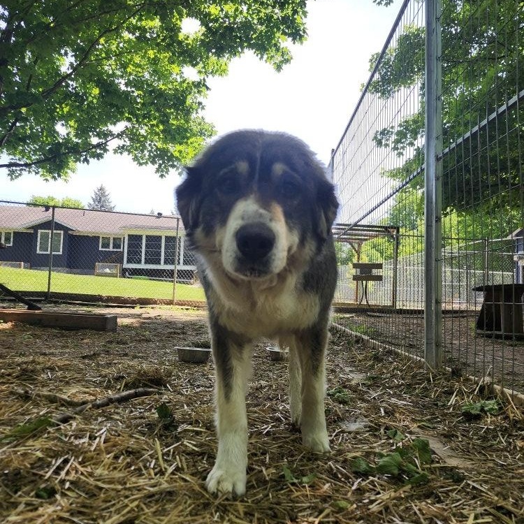 Enlarge Athena, an adoptable mixed breed in Addison, ON image 5/5