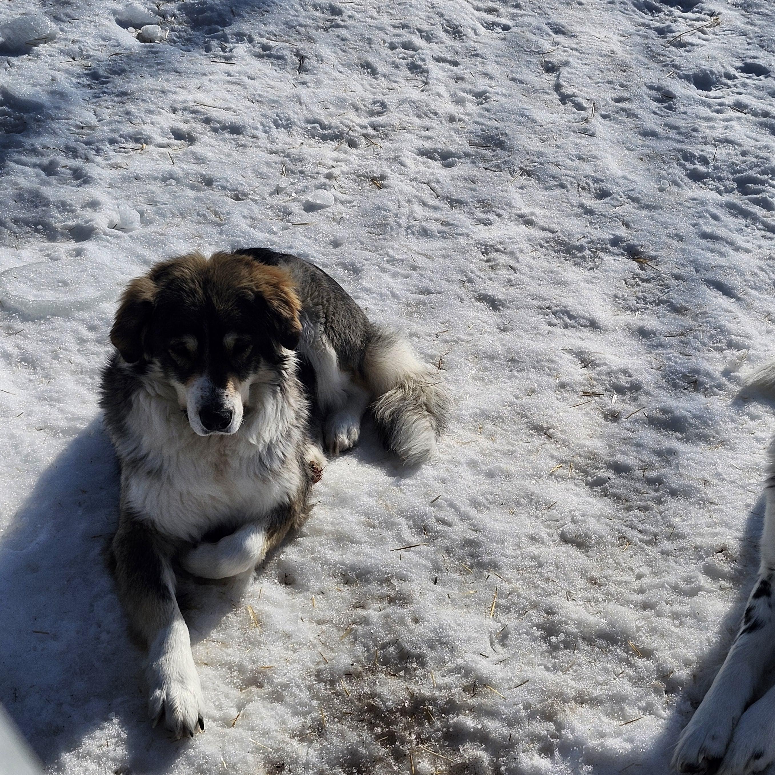 Enlarge Athena, an adoptable mixed breed in Addison, ON image 3/5