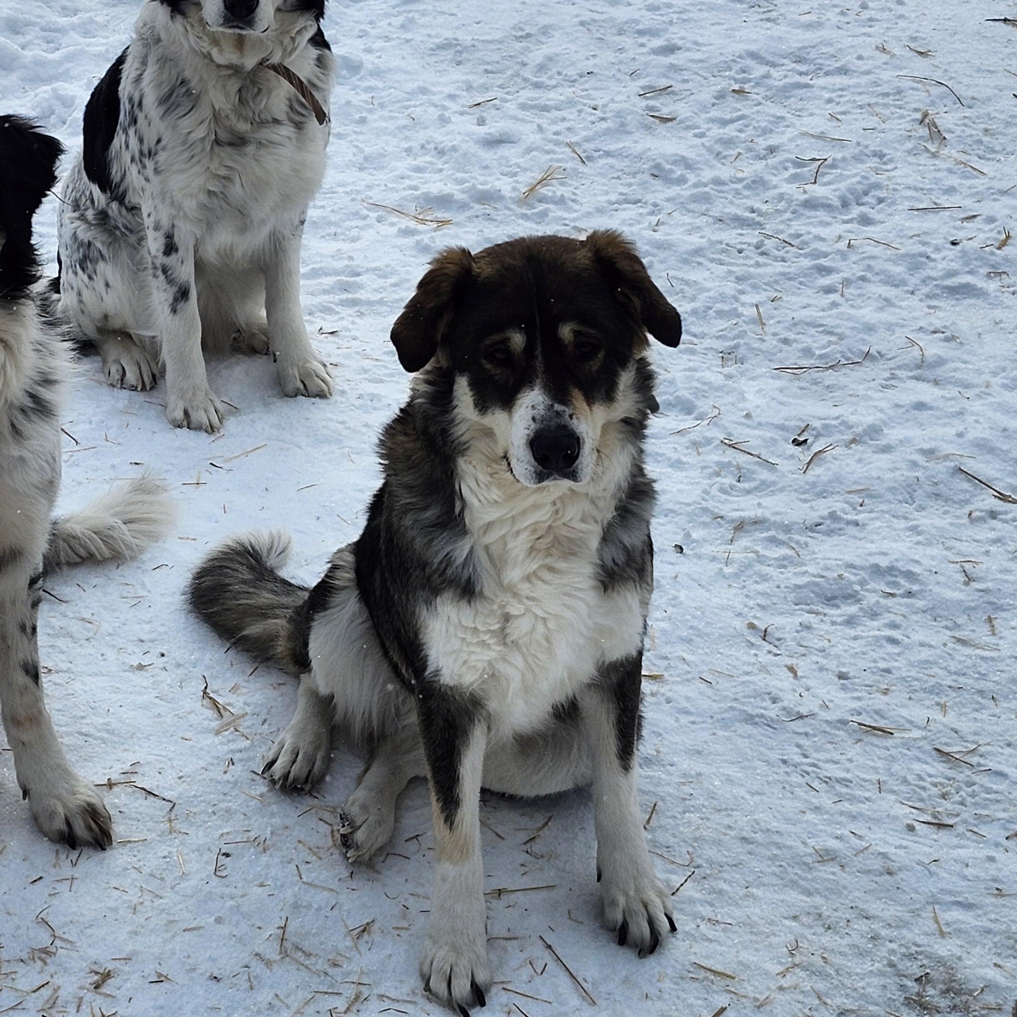 Athena, Adoptable, Adult Female Husky.
