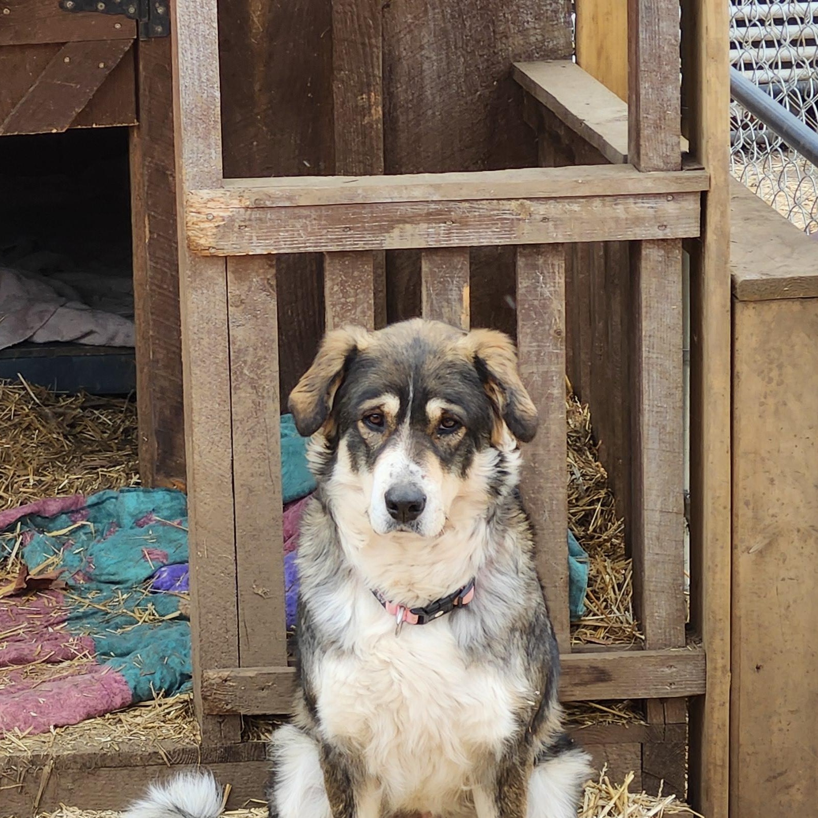 Enlarge Athena, a Adoptable mixed breed in Addison, ON image 2/2