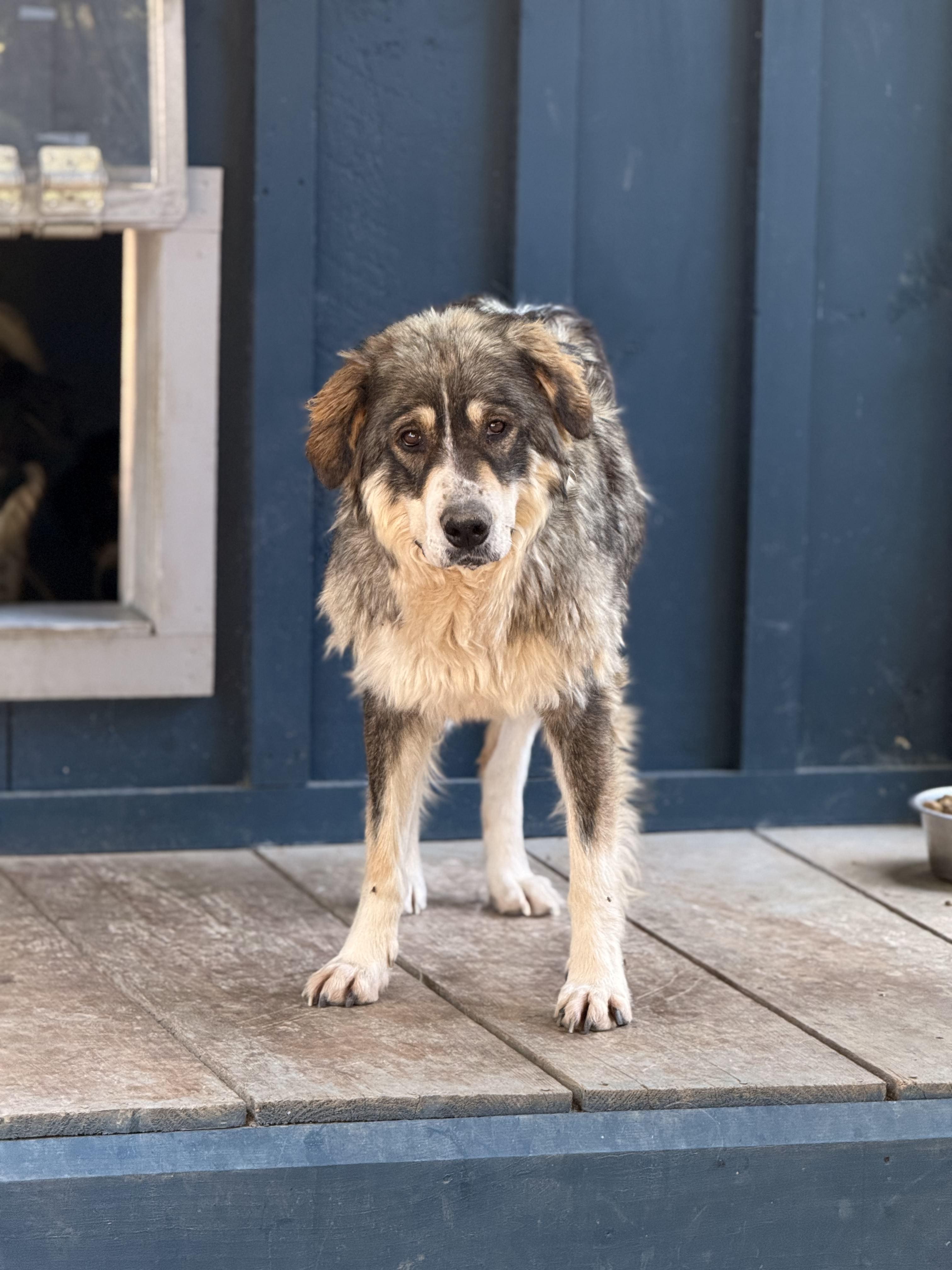 Enlarge Athena, a Adoptable mixed breed in Addison, ON image 1/1