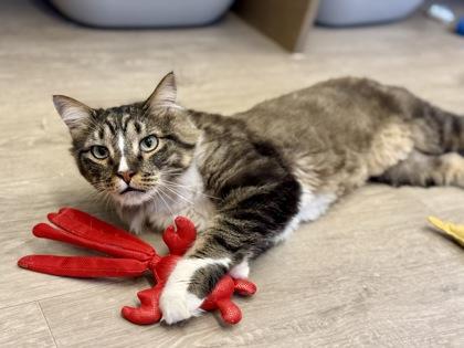 Enlarge Briair, a ADOPTABLE Domestic Medium Hair in Downers Grove, IL image 3/3