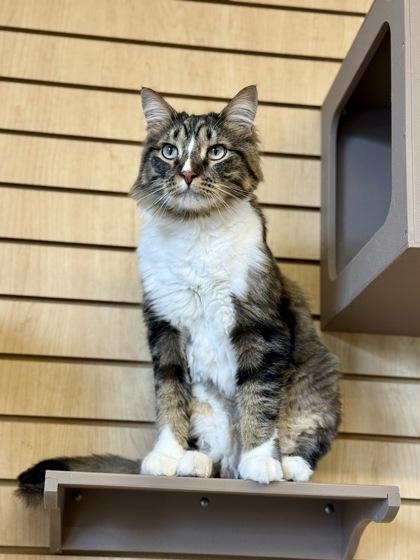 Enlarge Briair, a ADOPTABLE Domestic Medium Hair in Downers Grove, IL image 1/3