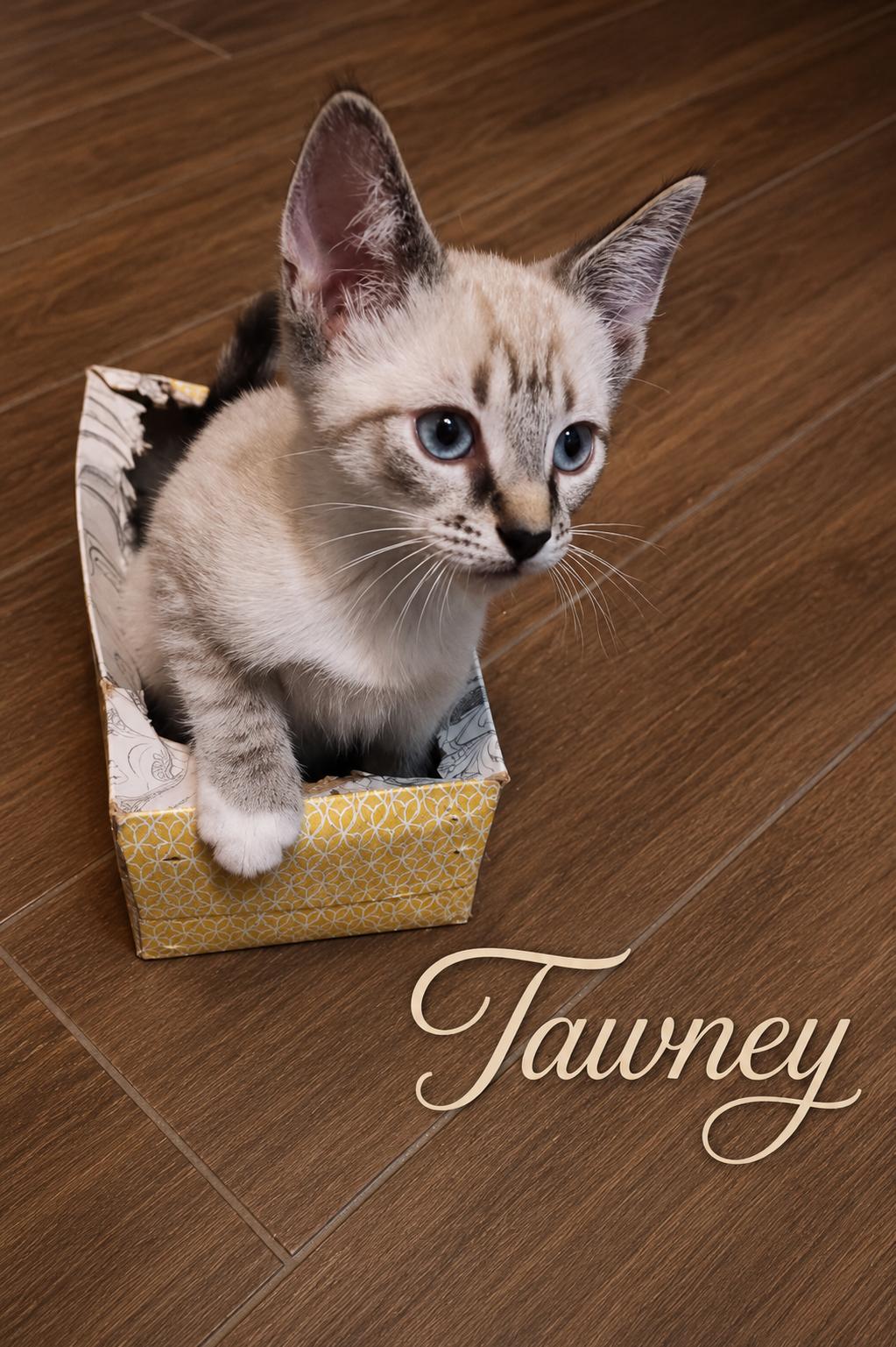 Tawney & Turbo - The T Troop, a ADOPTABLE mixed breed in Houston, TX image 3/6