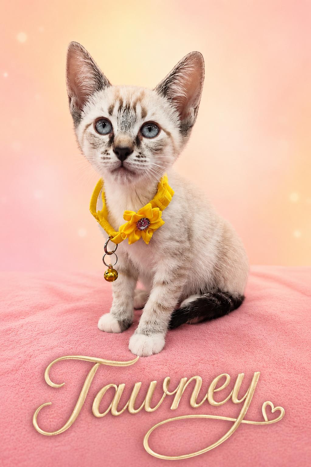 Tawney & Turbo - The T Troop, a ADOPTABLE mixed breed in Houston, TX image 1/6