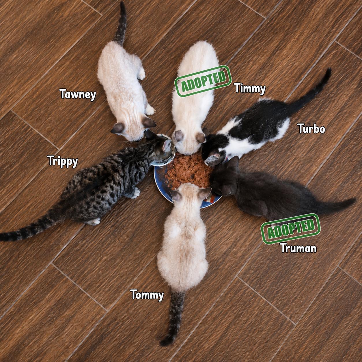 Tawney & Turbo - The T Troop, a ADOPTABLE mixed breed in Houston, TX image 5/6
