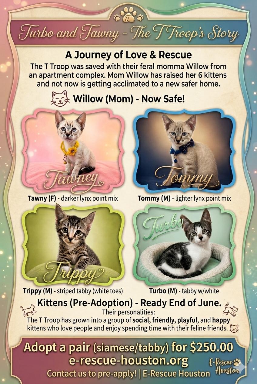 Tawney & Turbo - The T Troop, a ADOPTABLE mixed breed in Houston, TX image 6/6