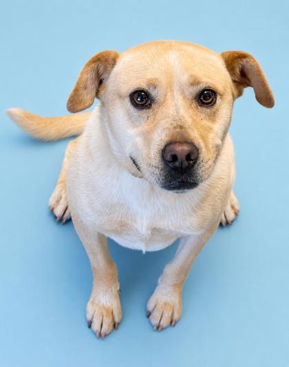 Enlarge Tracker (HW+), a Adoptable mixed breed in Bowling Green, KY image 1/1