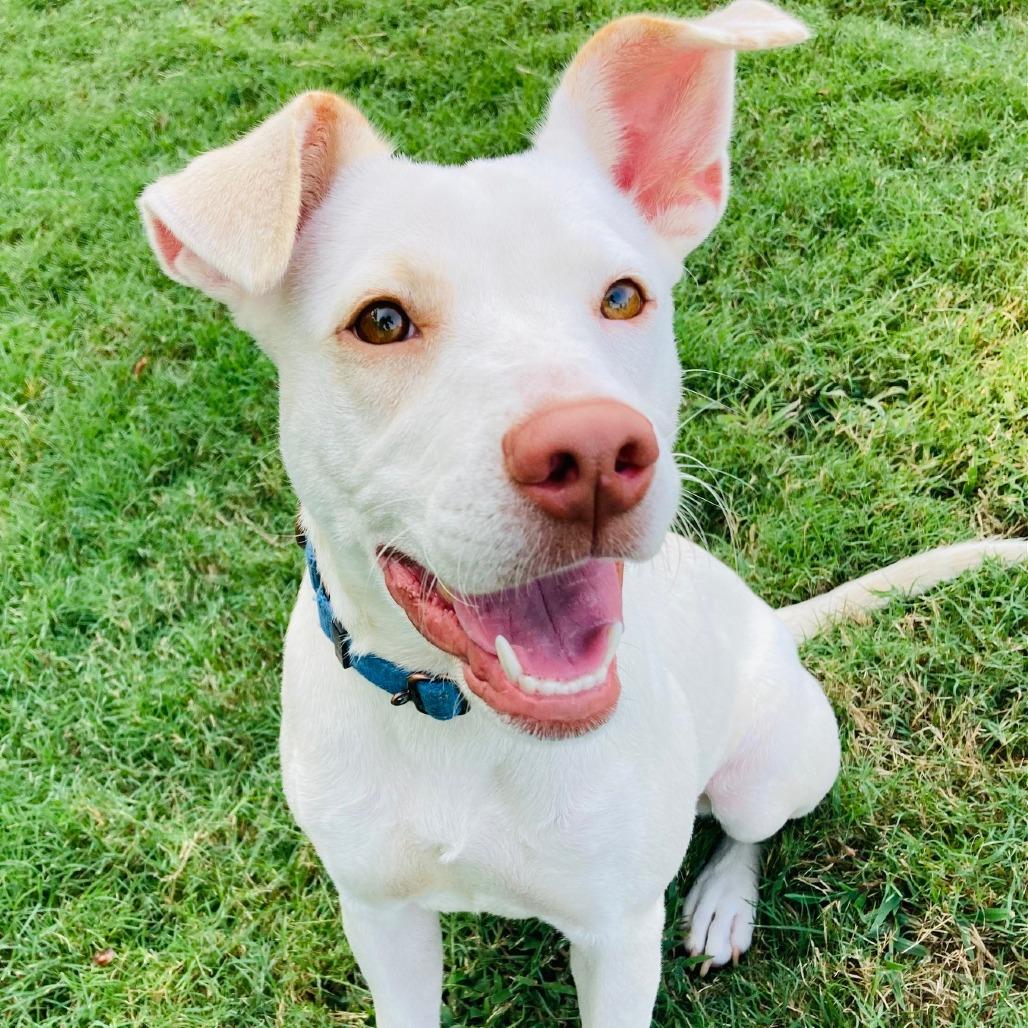 Ruby, a Adoptable mixed breed in Cabot, AR image 1/5