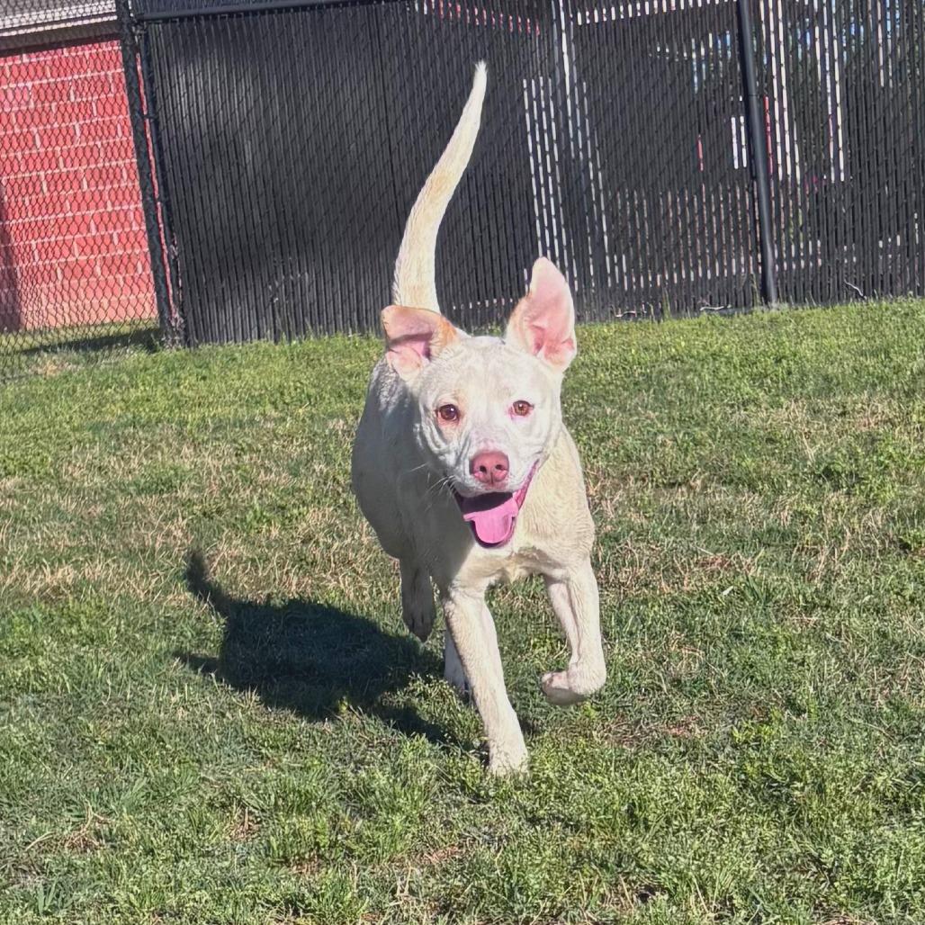 Enlarge Ruby, a Adoptable mixed breed in Cabot, AR image 2/6