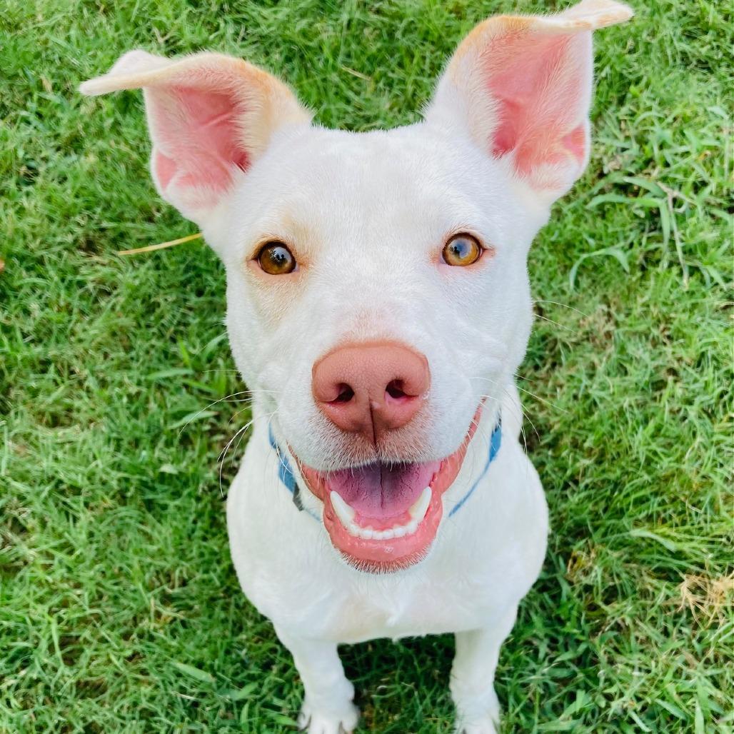 Ruby, a Adoptable mixed breed in Cabot, AR image 2/5