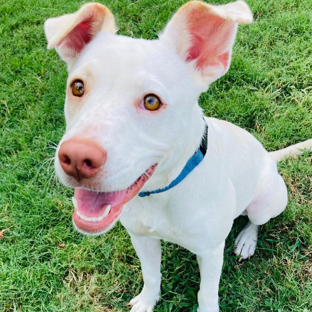 Ruby, a Adoptable mixed breed in Cabot, AR image 3/5