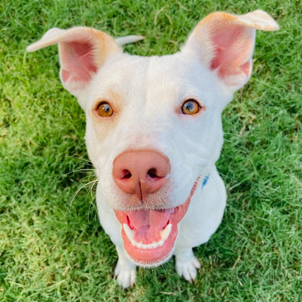 Ruby, a Adoptable mixed breed in Cabot, AR image 4/5