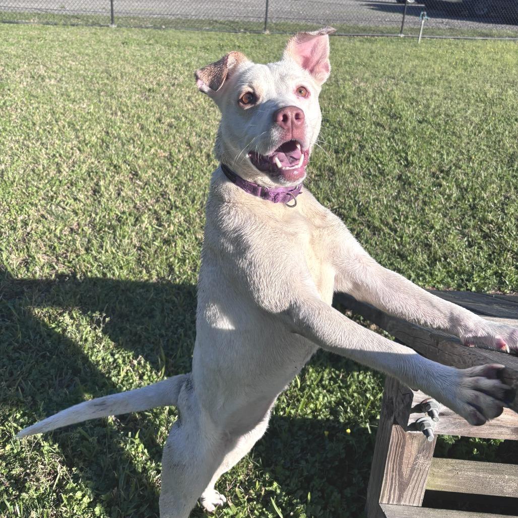 Enlarge Ruby, a Adoptable mixed breed in Cabot, AR image 6/6