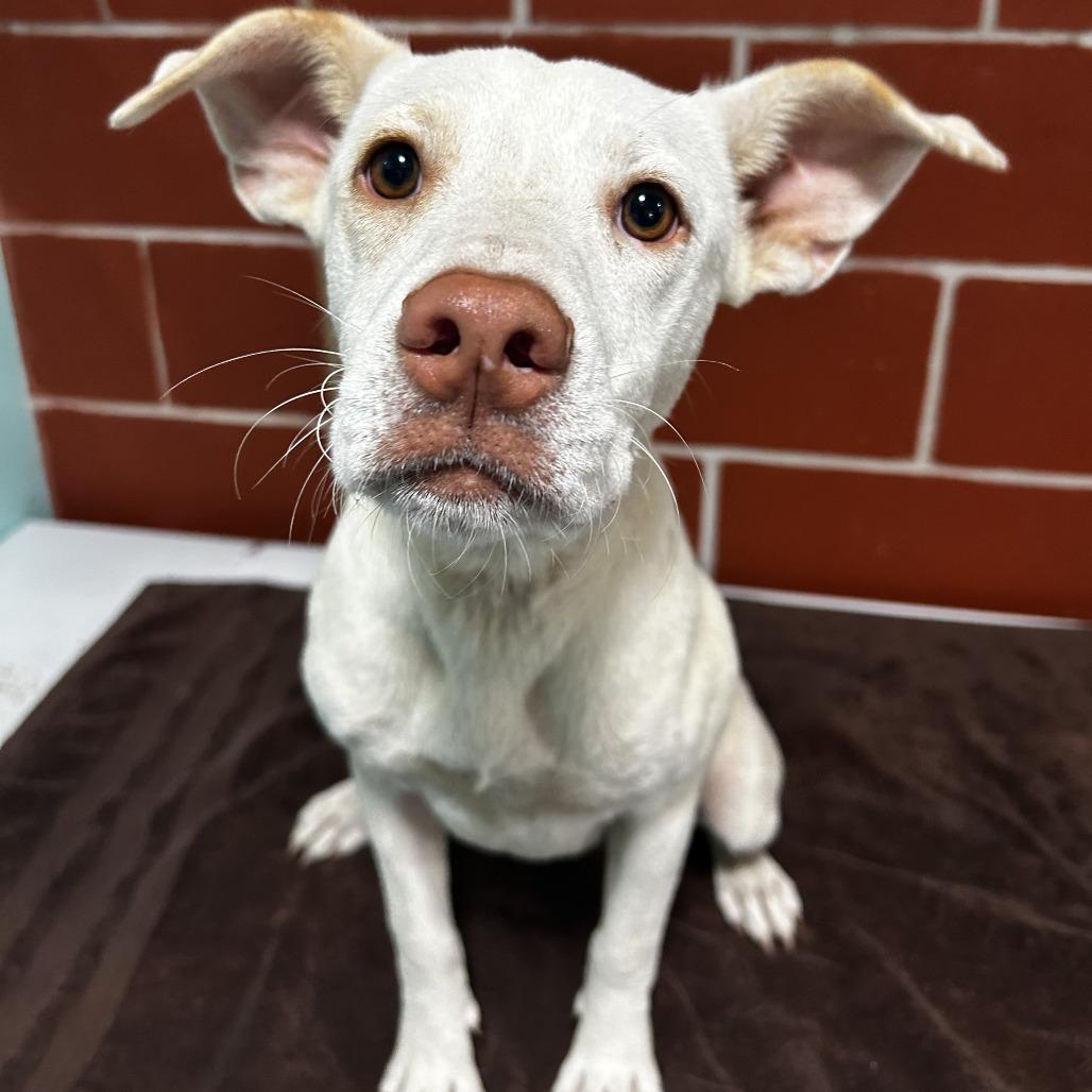 Ruby, a Adoptable mixed breed in Cabot, AR image 5/5