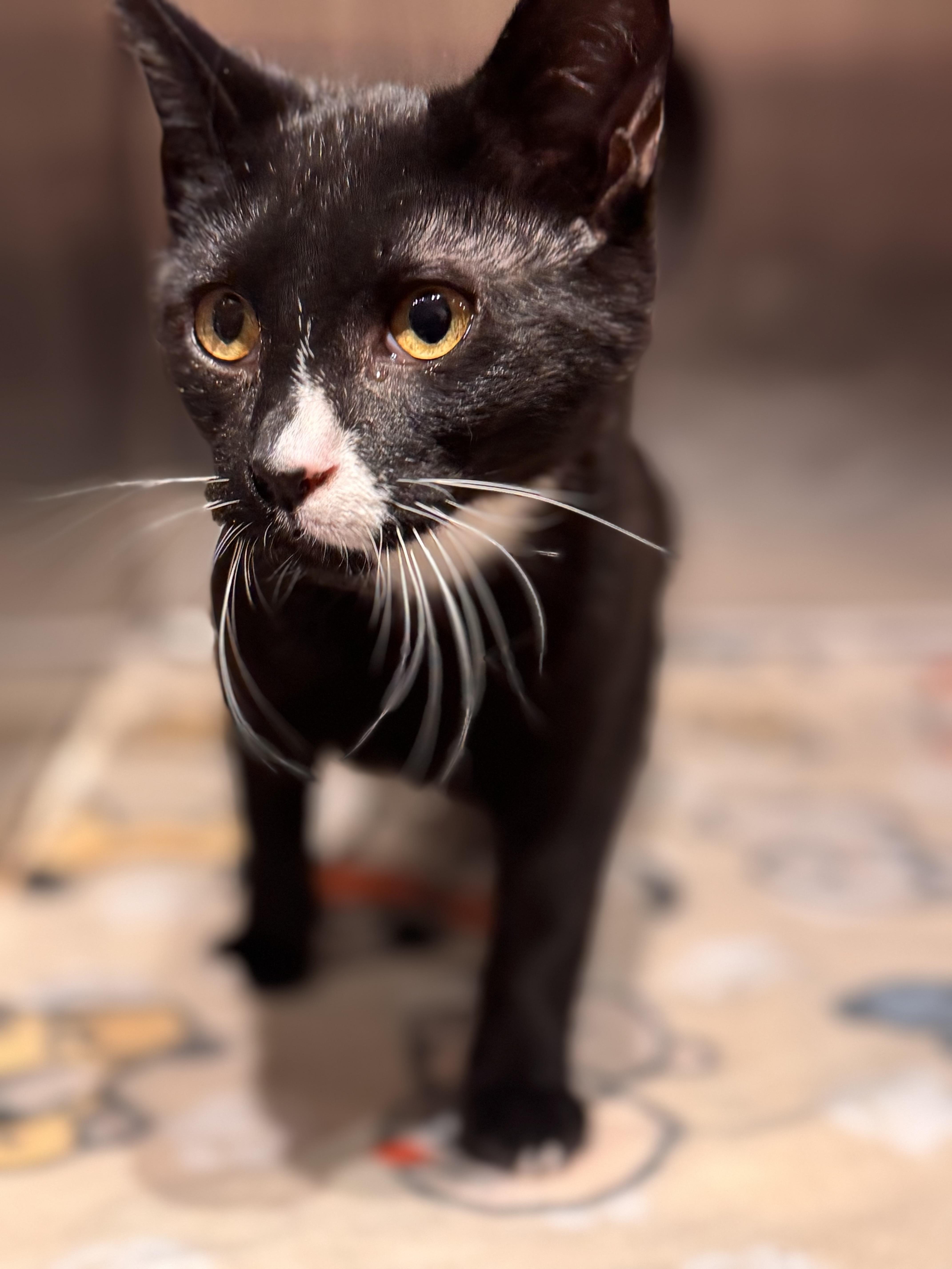 Enlarge Pastrami, an adopted American Shorthair in Pueblo, CO image 1/1