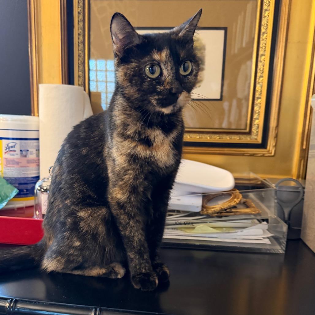 Childlike Empress, Adoptable, Young Female Domestic Short Hair.