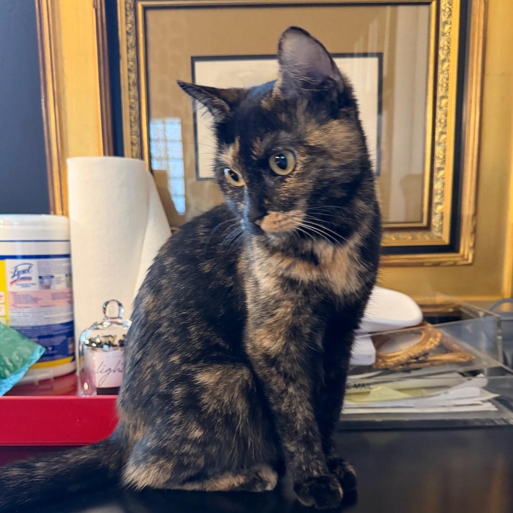 Childlike Empress, a Adoptable Domestic Short Hair in Juno Beach, FL image 2/2