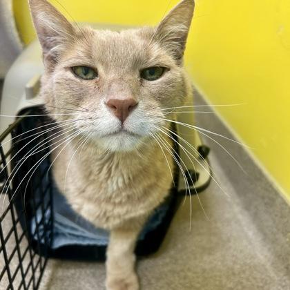 Jaxon, Adoptable, Senior Male Domestic Short Hair & Domestic Short Hair.