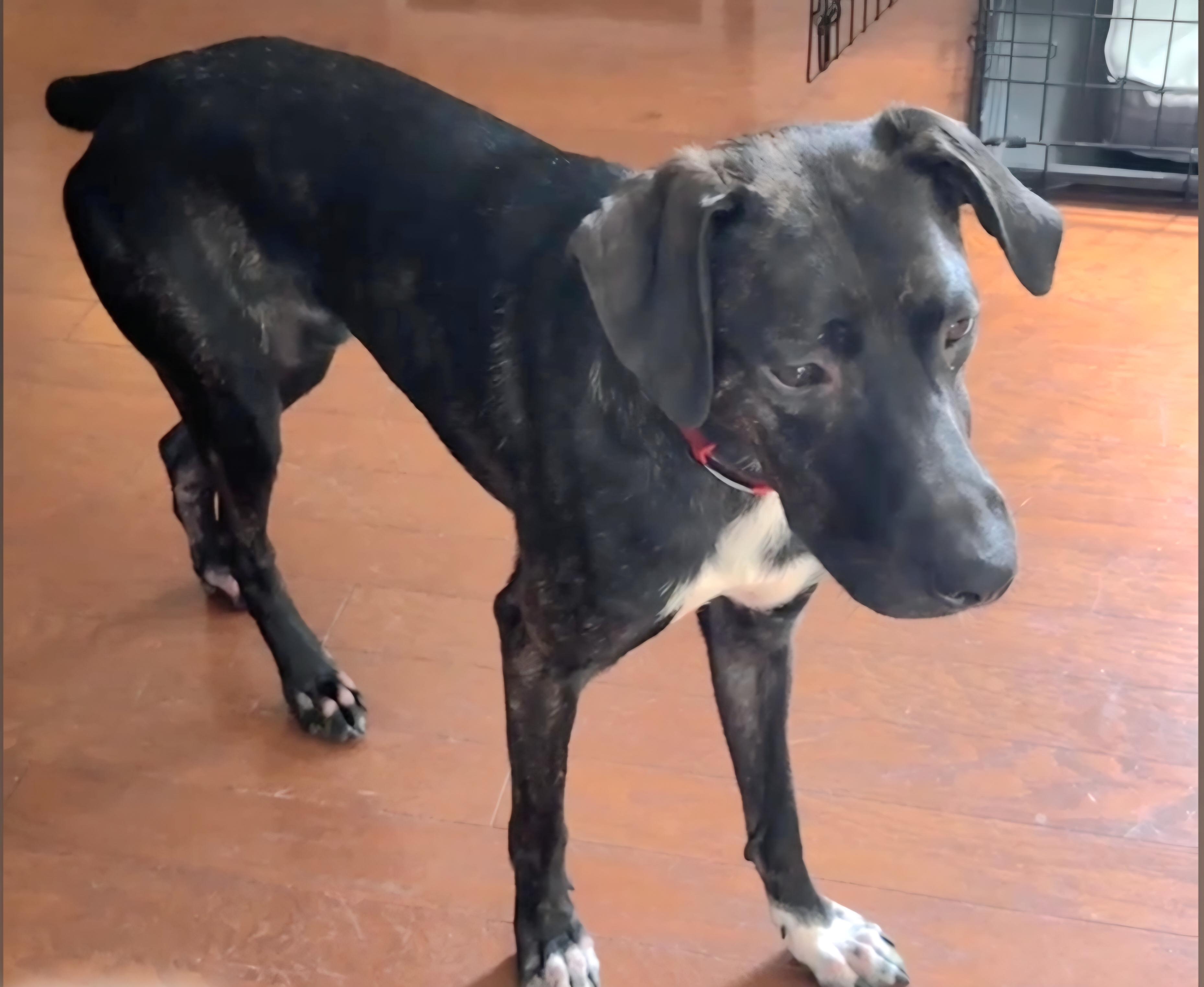 Enlarge Winston, a Adoptable Tennessee Treeing Brindle in Franklin, NC image 4/4