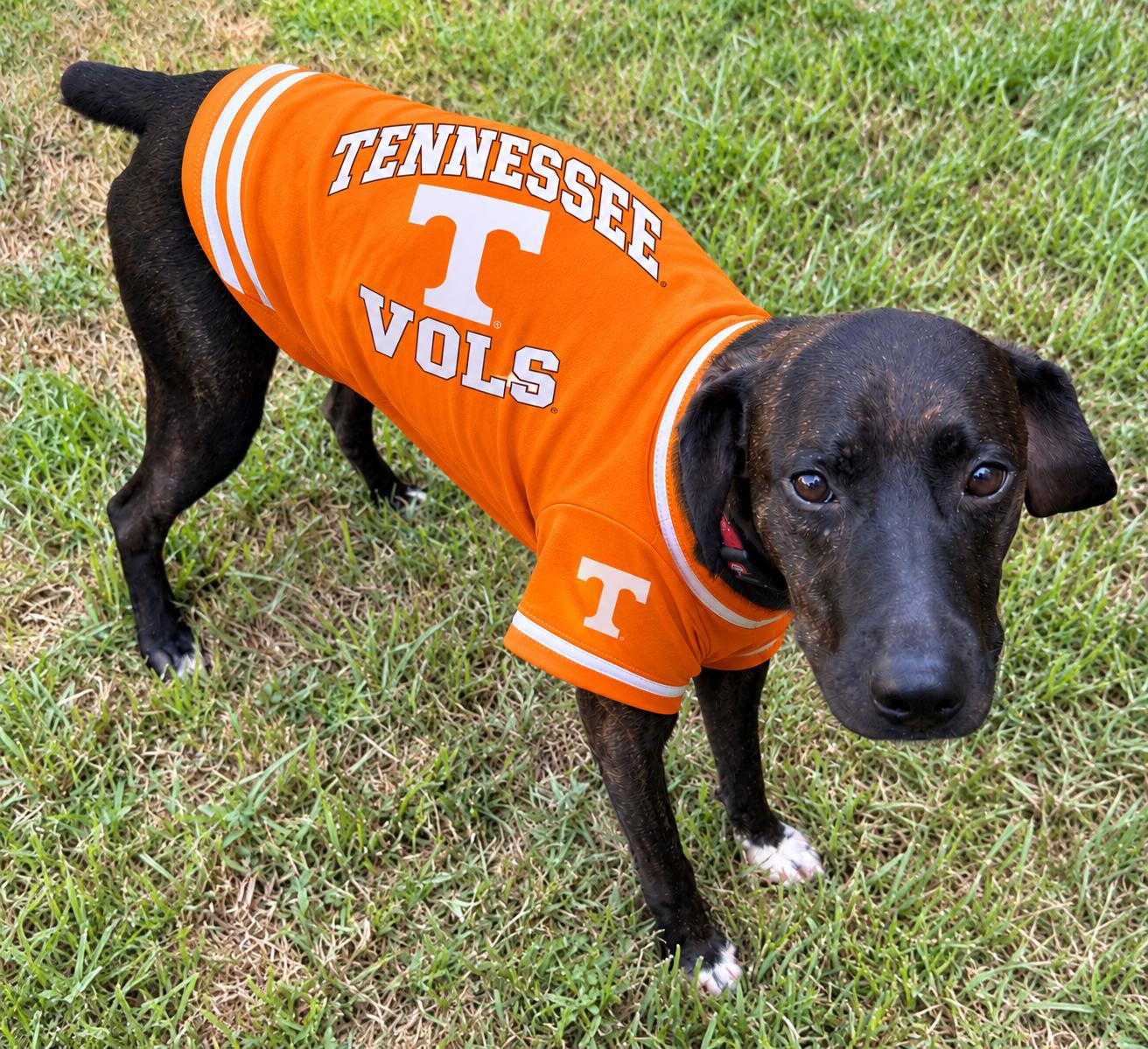 Winston, Adoptable, Young Male Tennessee Treeing Brindle.