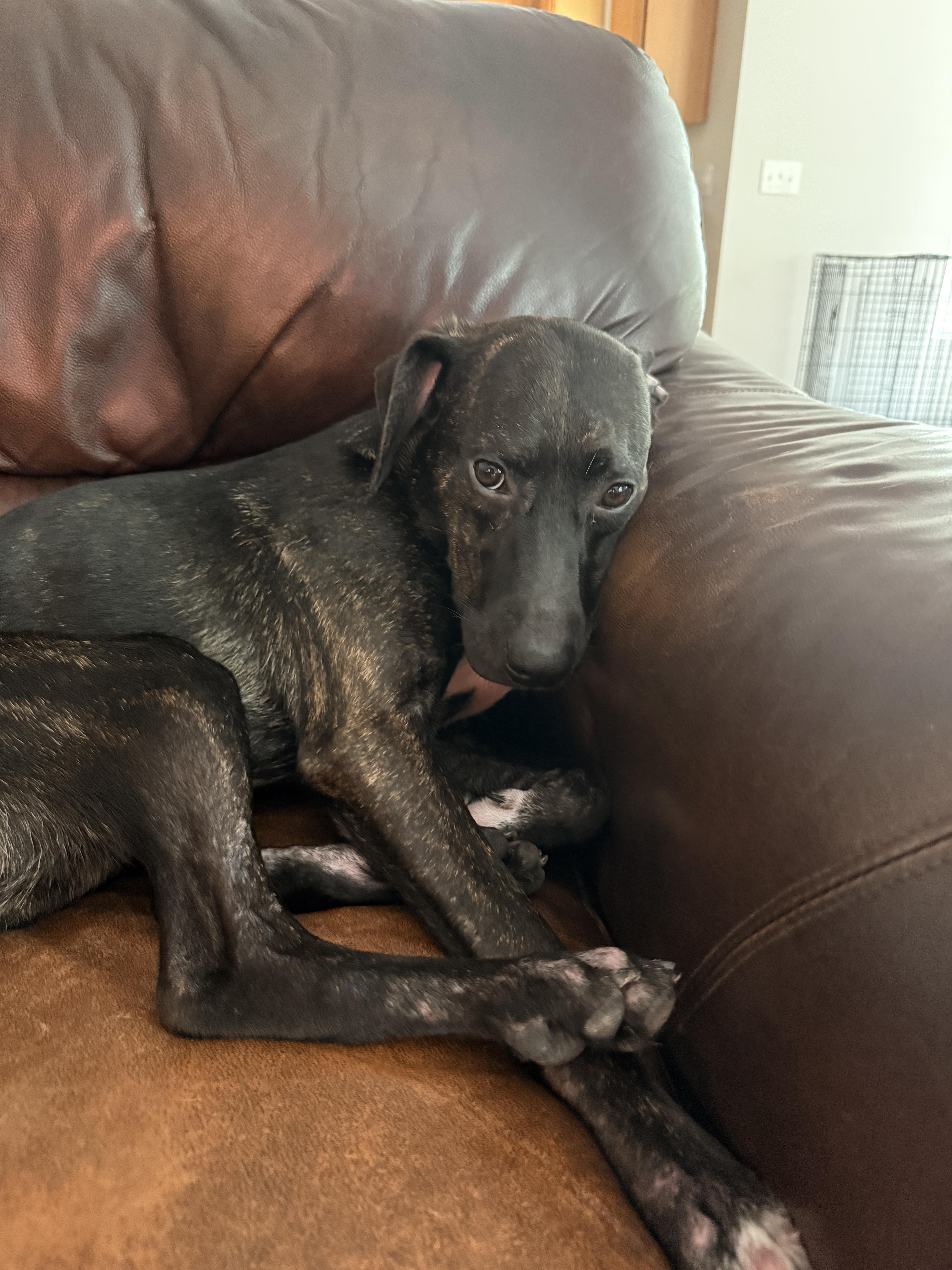 Enlarge Winston, a Adoptable Tennessee Treeing Brindle in Franklin, NC image 3/4