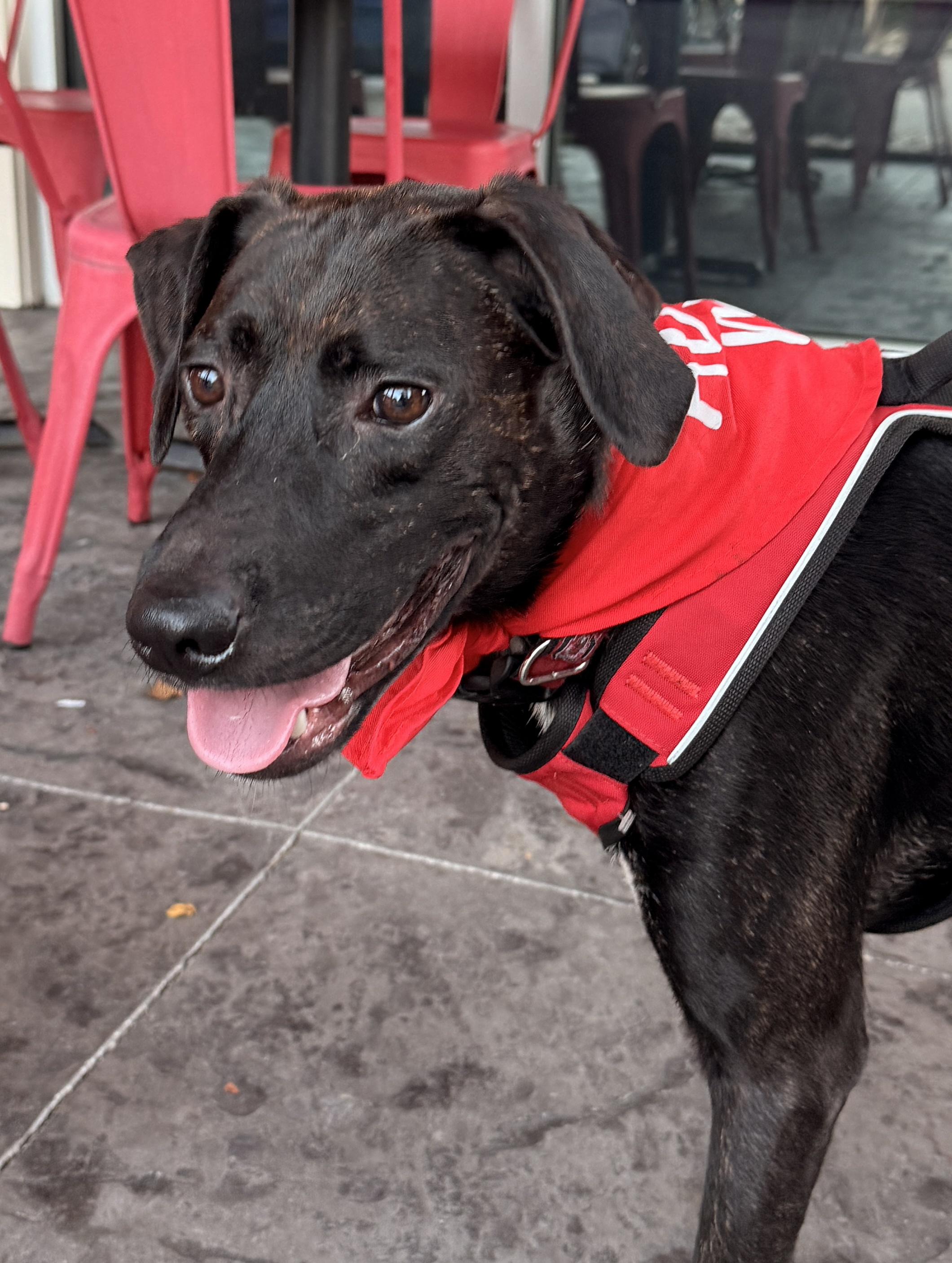 Enlarge Winston, a Adoptable Tennessee Treeing Brindle in Franklin, NC image 2/4