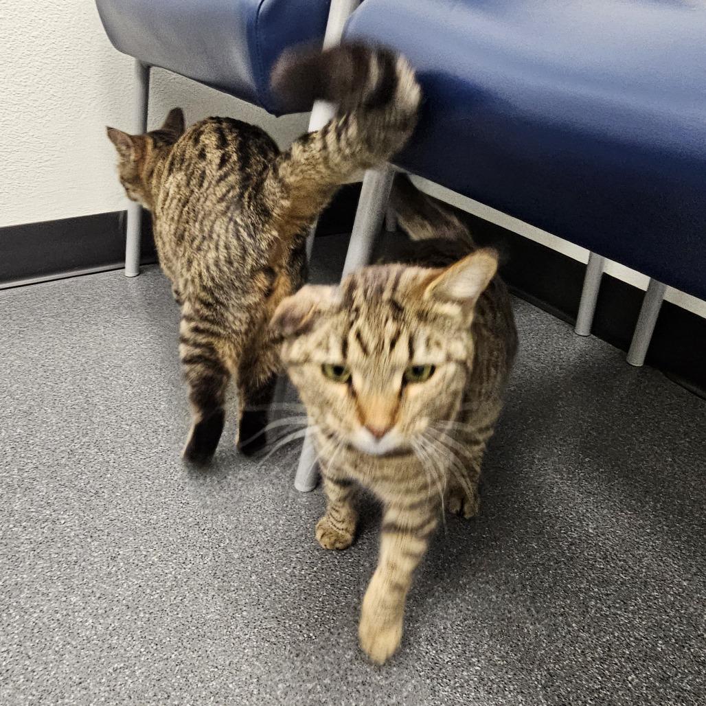 Chiclet, Adoptable, Adult Female Domestic Short Hair & Bengal.