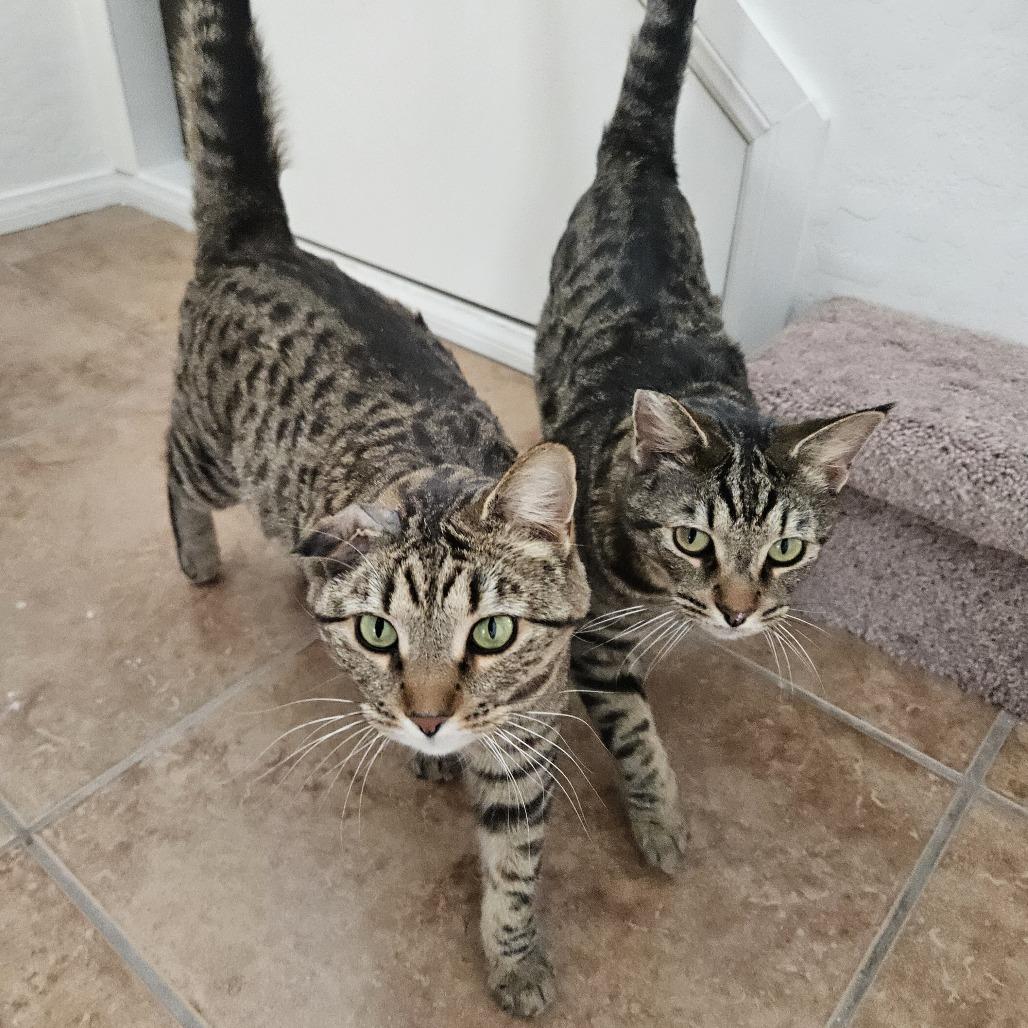 Chiclet, a Adoptable mixed breed in Las Vegas, NV image 2/5