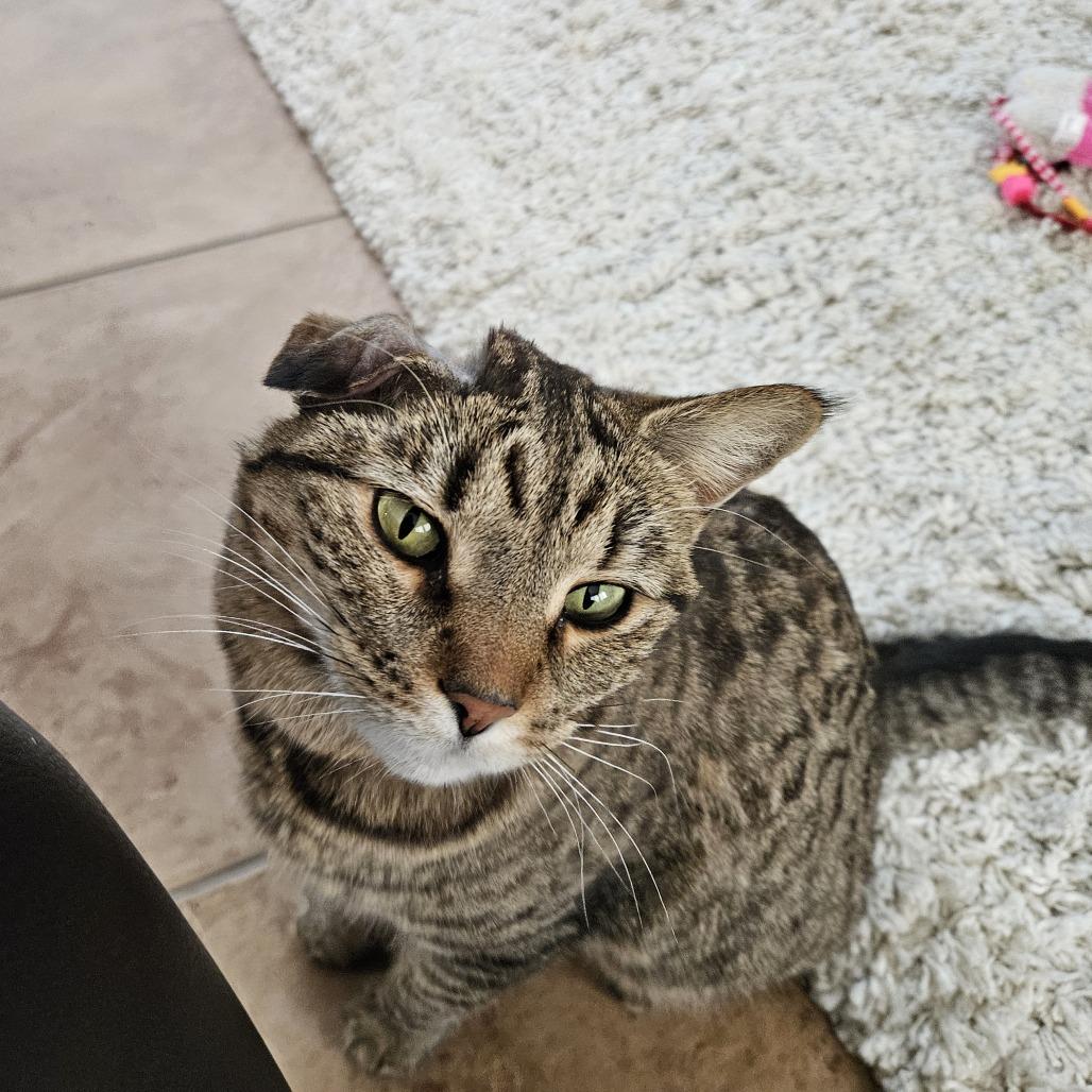 Chiclet, a Adoptable mixed breed in Las Vegas, NV image 3/5