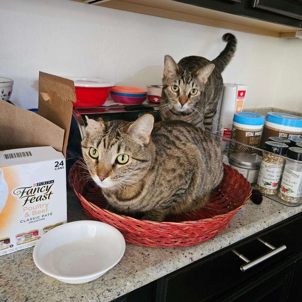 Enlarge Chika aka Cupcake, a Adoptable mixed breed in Las Vegas, NV image 4/6