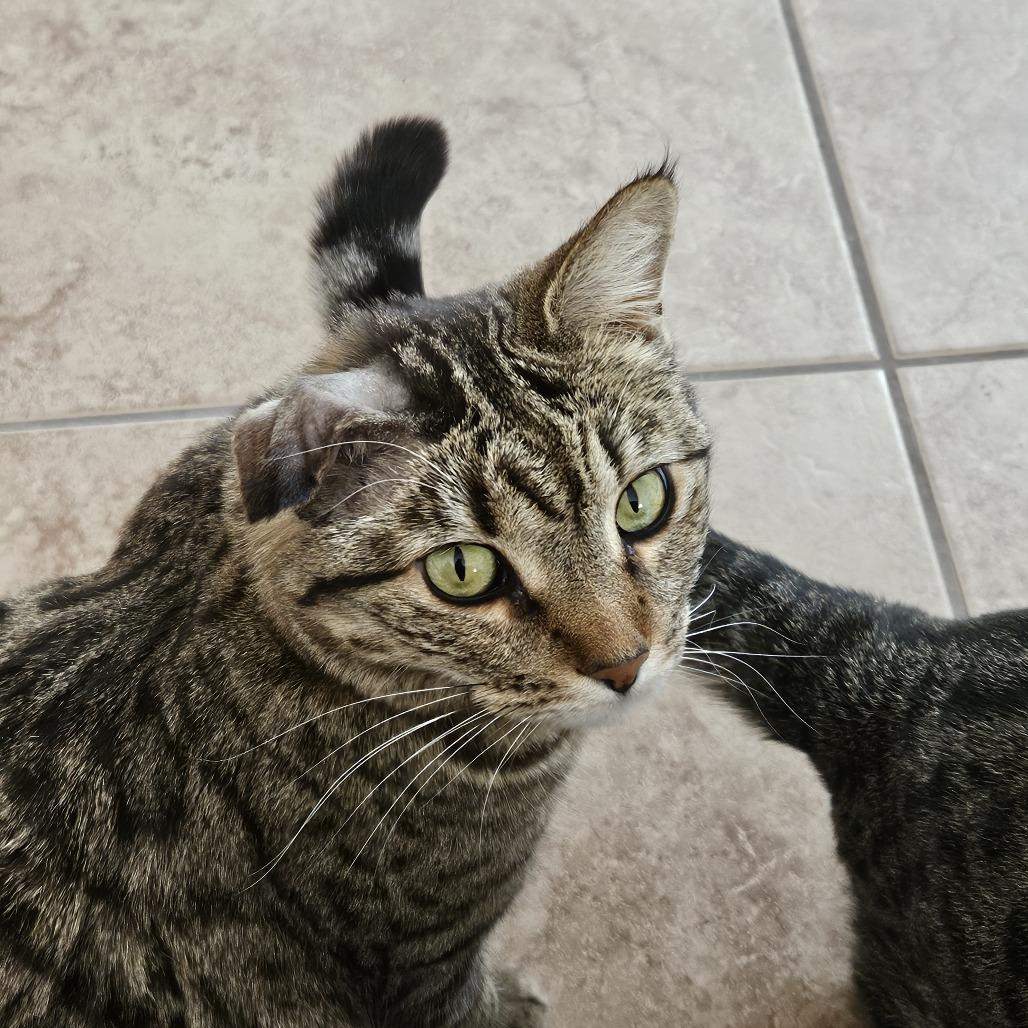 Chiclet, a Adoptable mixed breed in Las Vegas, NV image 4/5