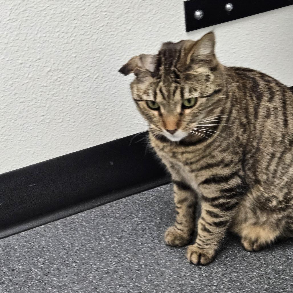 Chiclet, a Adoptable mixed breed in Las Vegas, NV image 5/5