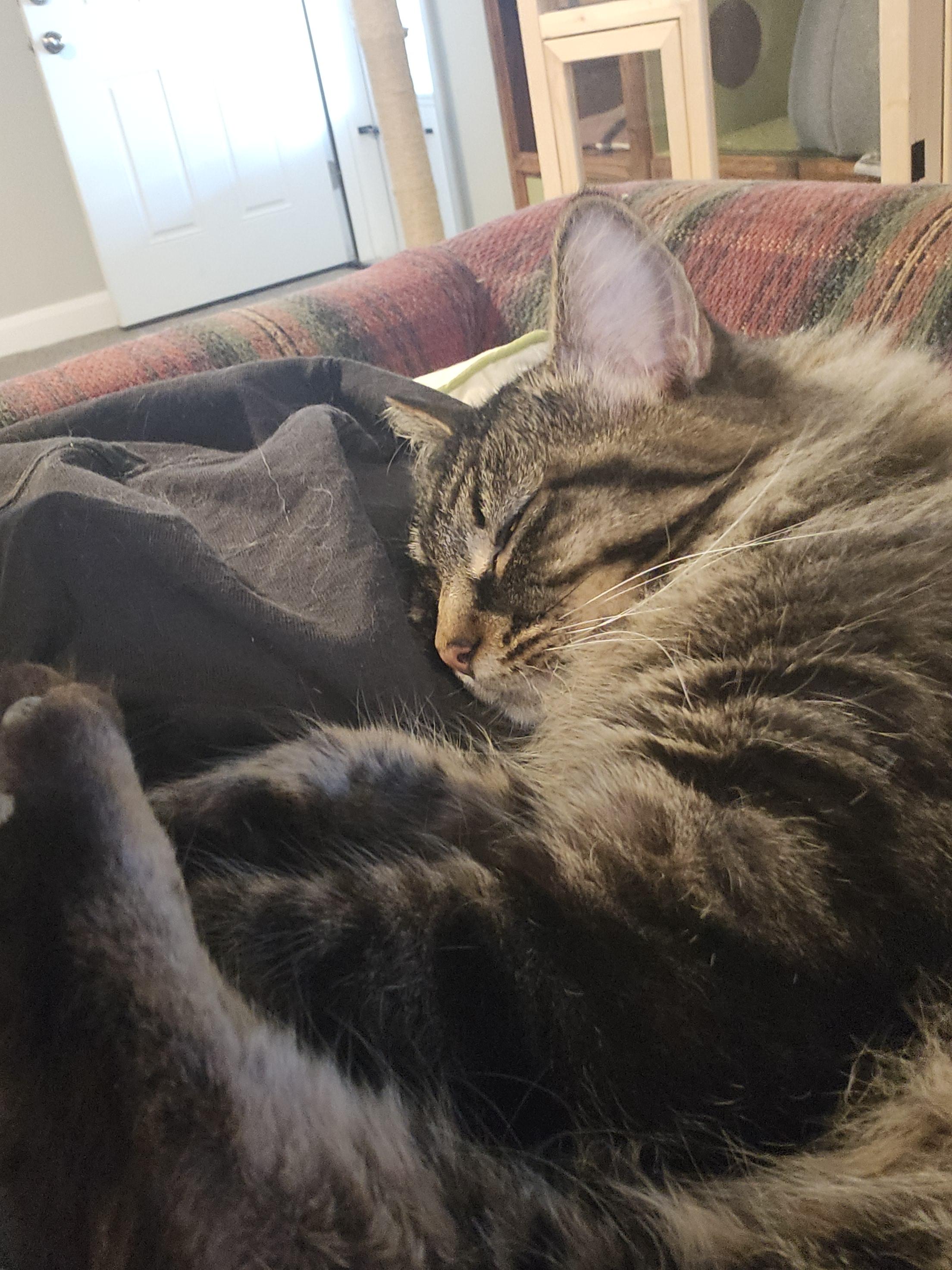 Enlarge Echo, a Adopted American Shorthair in North Ogden, UT image 2/4
