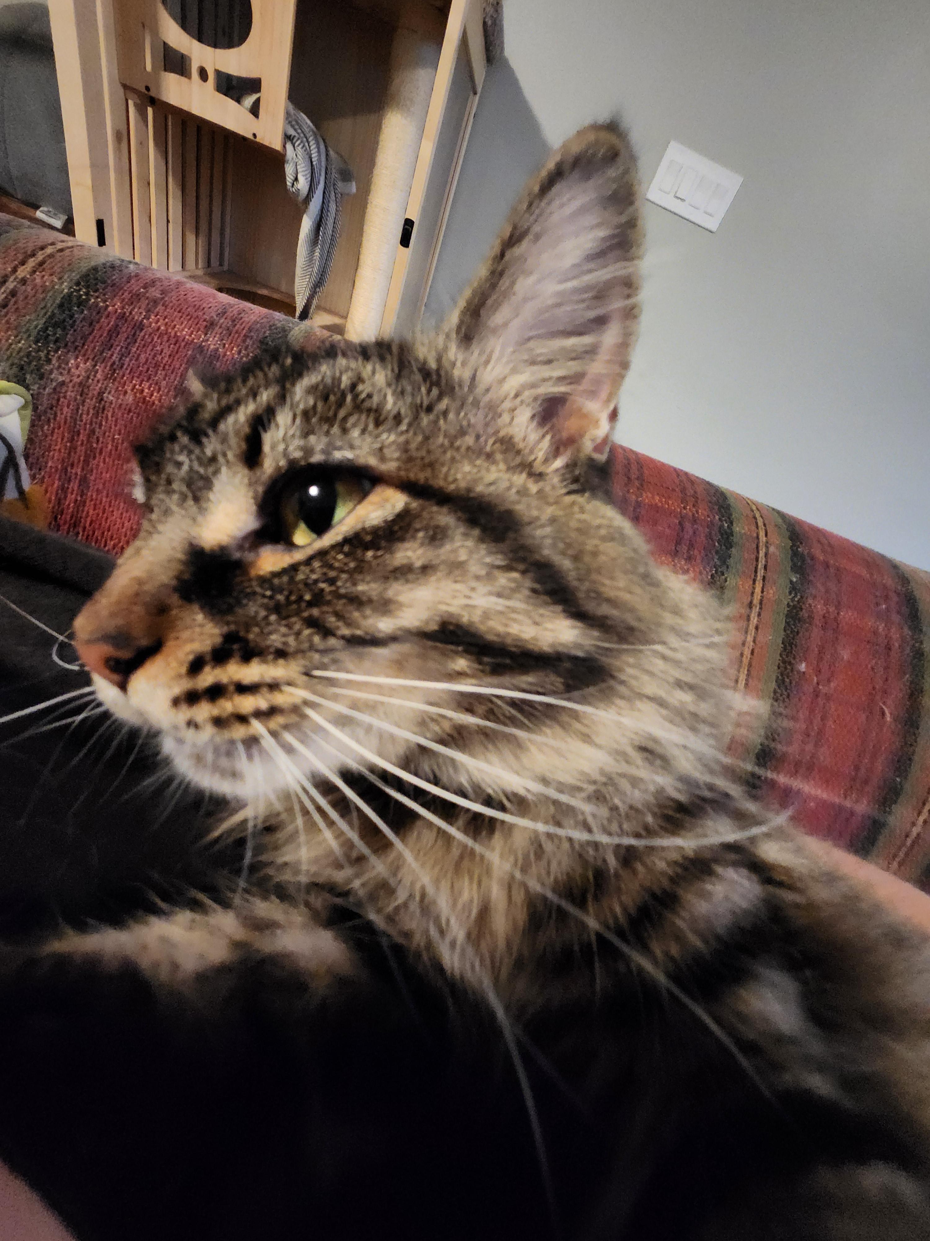 Enlarge Echo, a Adopted American Shorthair in North Ogden, UT image 3/4