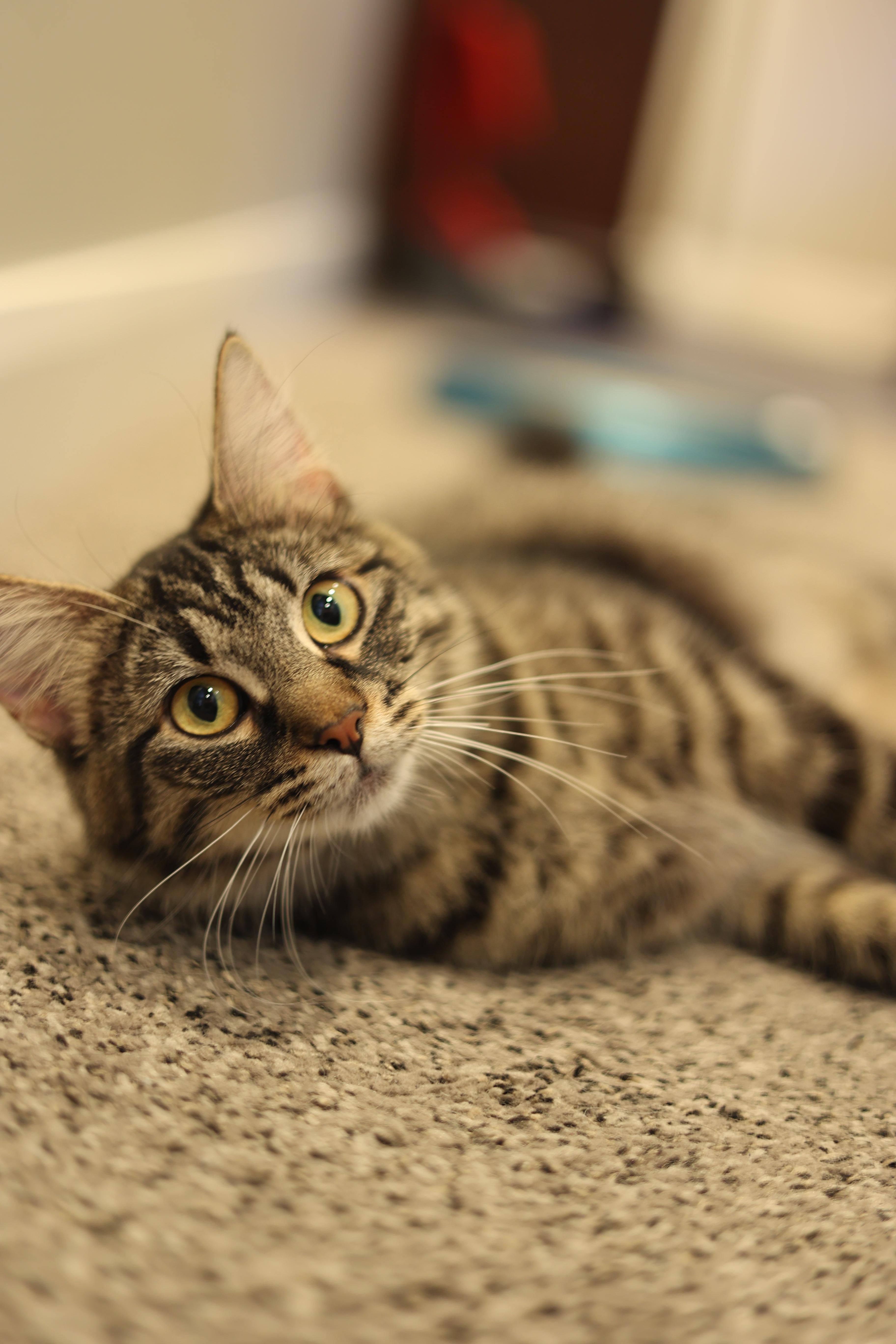 Enlarge Echo, a Adoptable American Shorthair in North Ogden, UT image 5/6