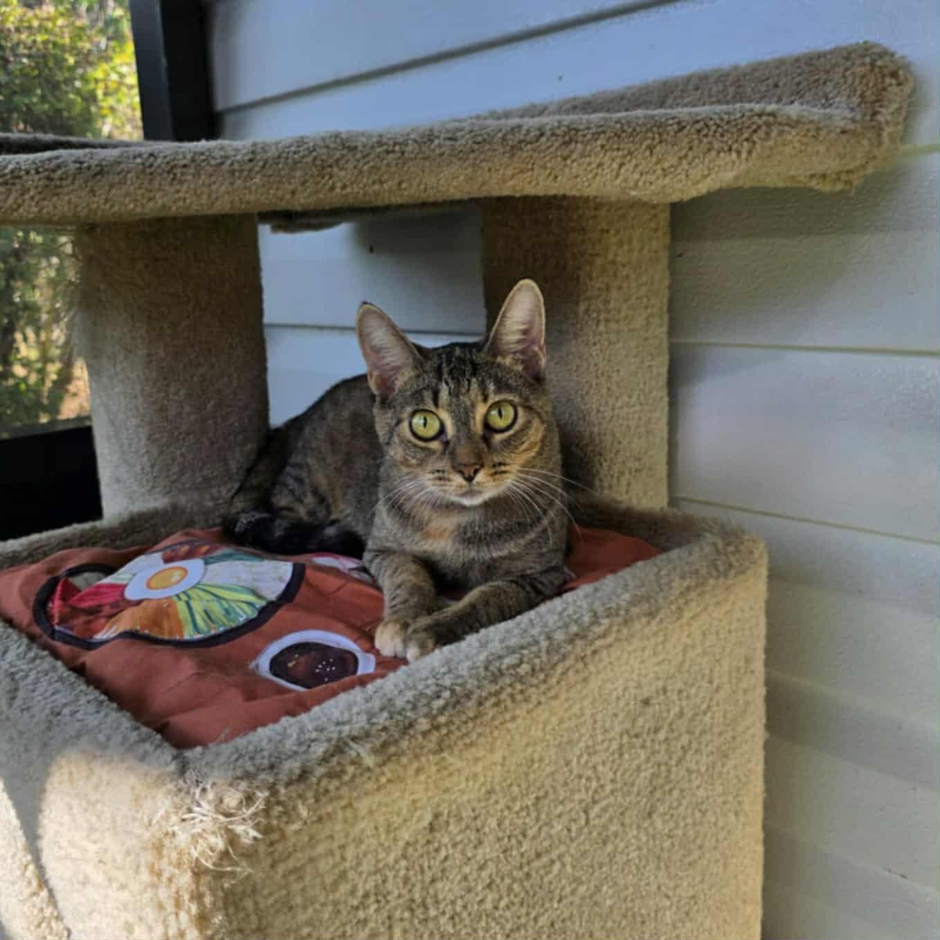 Tabatha, a Adoptable Domestic Short Hair in Umatilla, FL image 1/4
