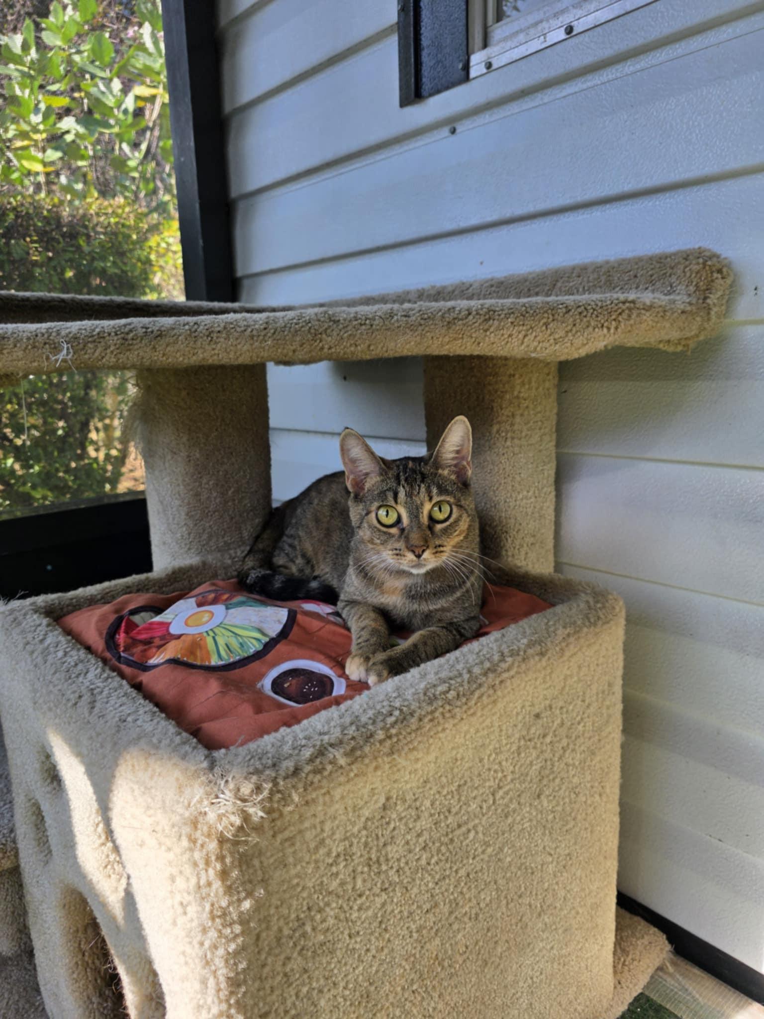 Tabatha, a Adoptable Domestic Short Hair in Umatilla, FL image 3/4