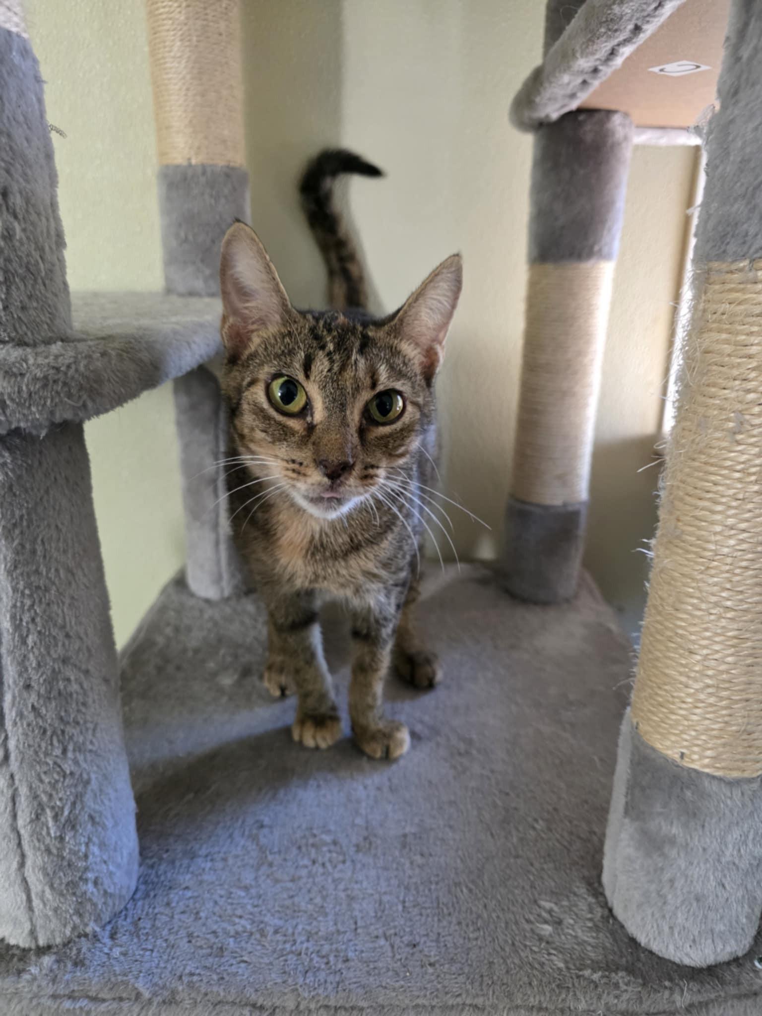 Tabatha, a Adoptable Domestic Short Hair in Umatilla, FL image 4/4