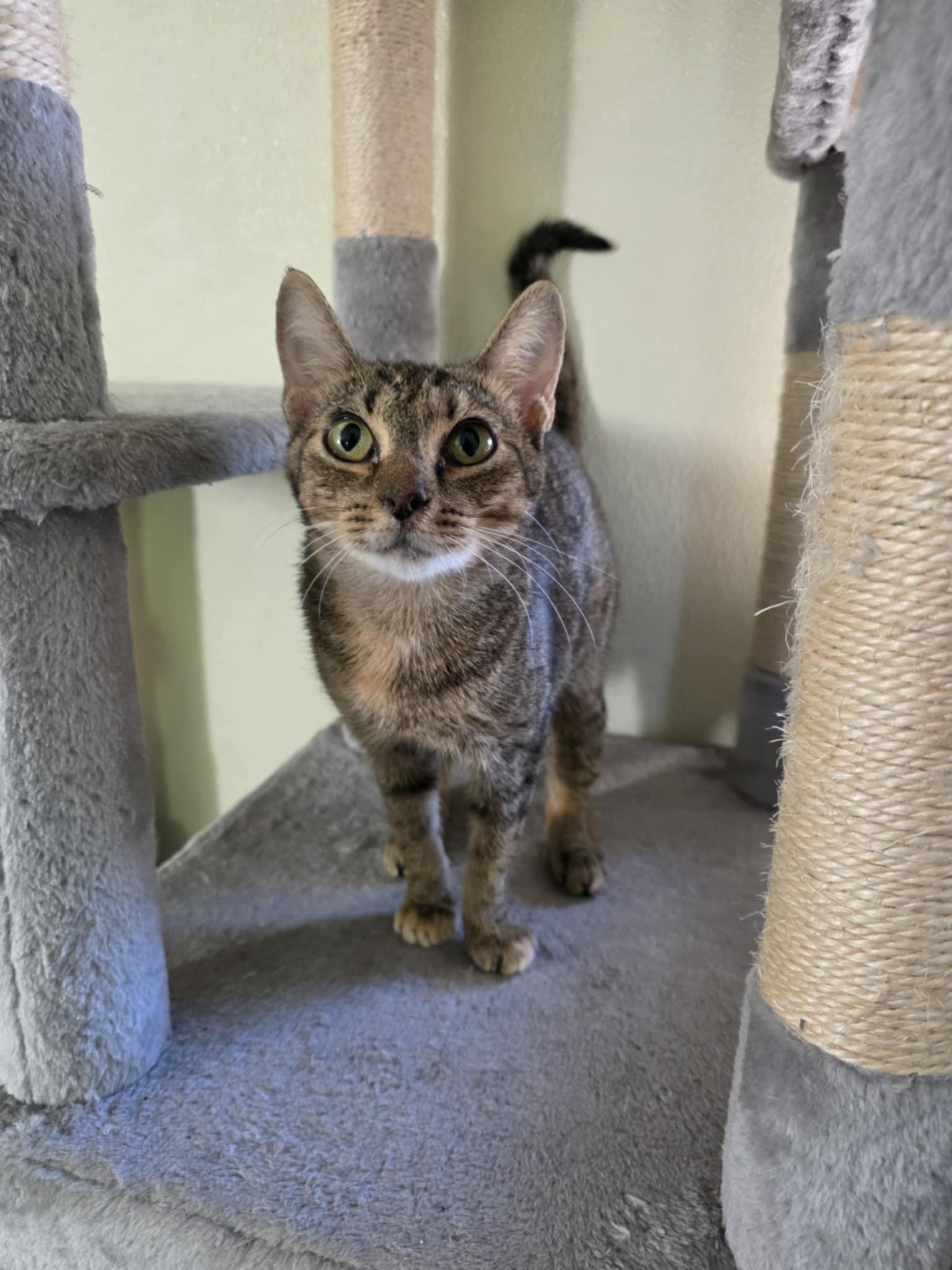 Tabatha, a Adoptable Domestic Short Hair in Umatilla, FL image 2/4